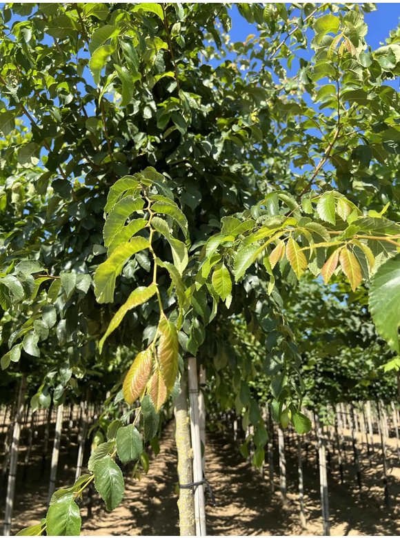 Ulme 'Frontier' | Ulmus 'Frontier' Ulme 'Frontier' | Ulmus 'Frontier'