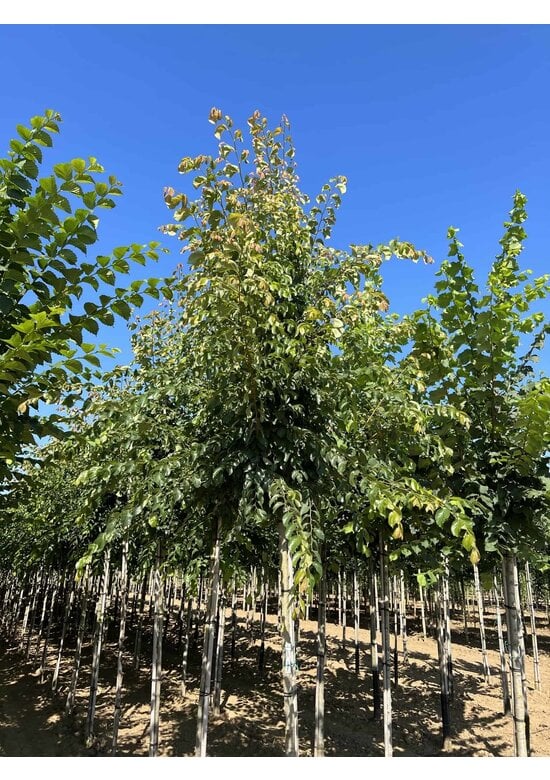 Ulme 'Frontier' | Ulmus 'Frontier'