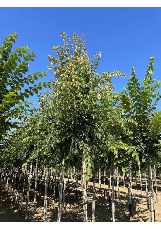 Ulme 'Frontier' | Ulmus 'Frontier'