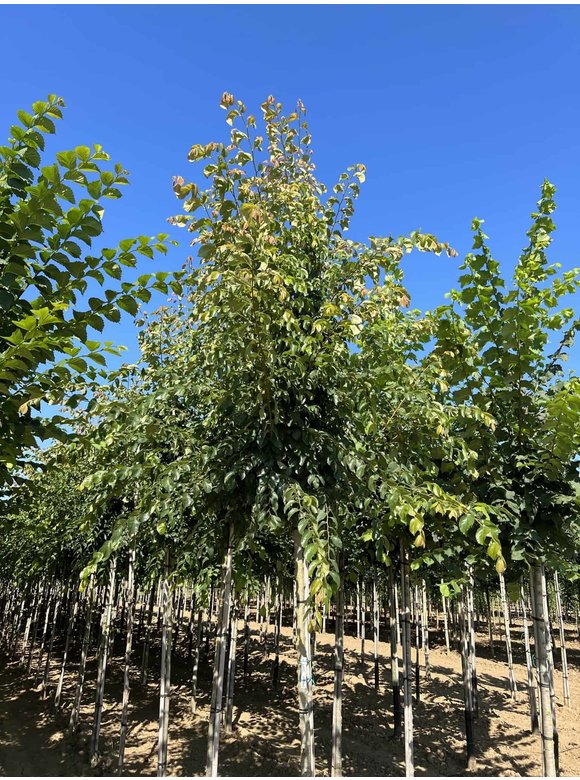 Ulme 'Frontier' | Ulmus 'Frontier' Ulme 'Frontier' | Ulmus 'Frontier'