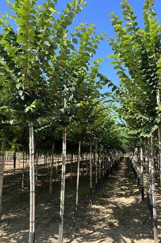 Schmalkronige Stadtulme 'Lobel' | Ulmus 'Lobel'