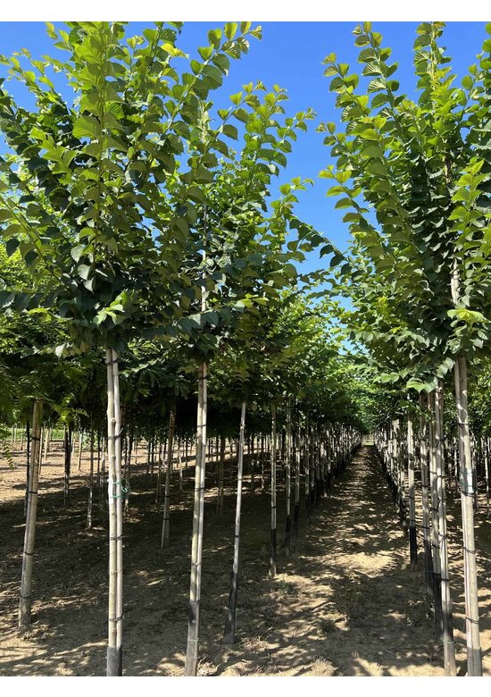 Schmalkronige Stadtulme 'Lobel' | Ulmus 'Lobel'