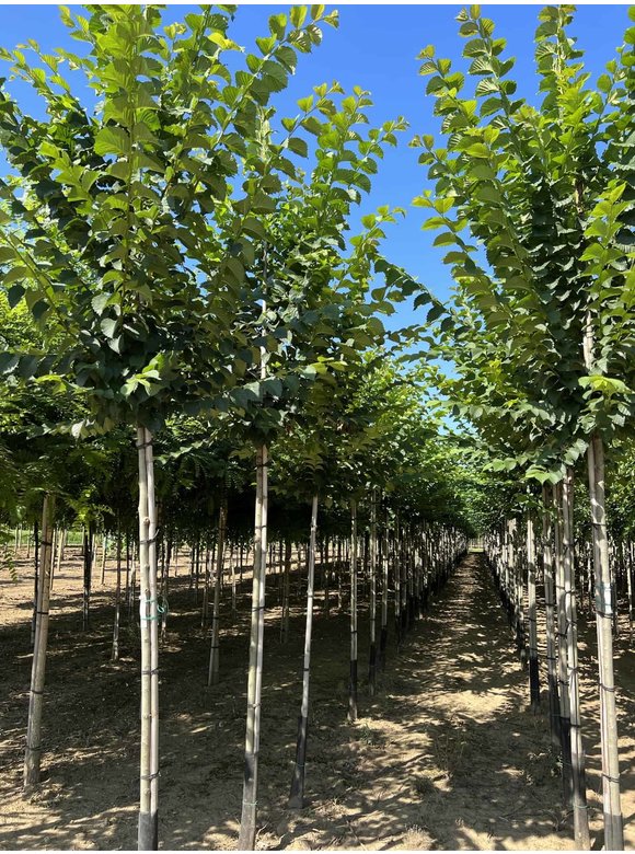 Schmalkronige Stadtulme 'Lobel' | Ulmus 'Lobel' Schmalkronige Stadtulme 'Lobel' | Ulmus 'Lobel'