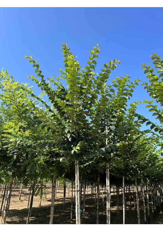 Schmalkronige Stadtulme 'Lobel' | Ulmus 'Lobel'