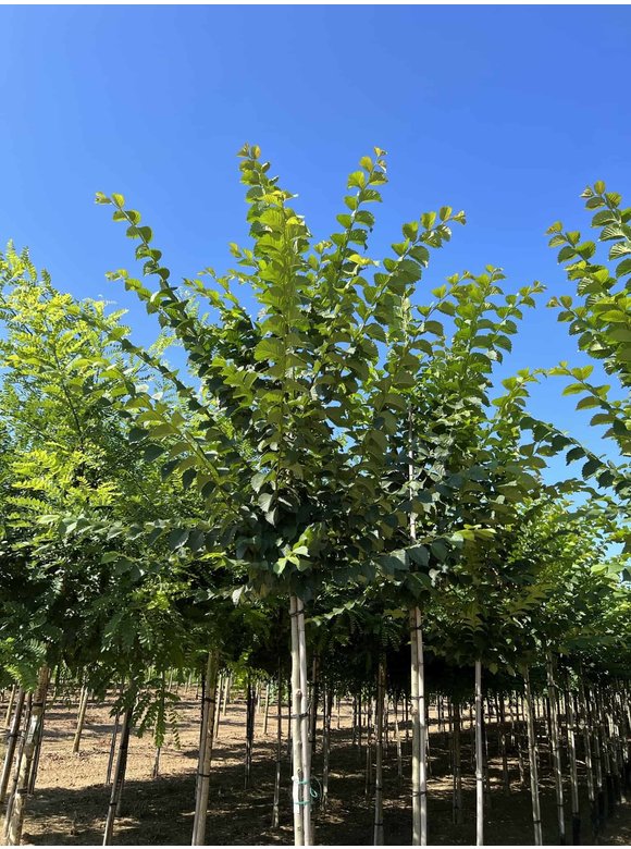 Schmalkronige Stadtulme 'Lobel' | Ulmus 'Lobel' Schmalkronige Stadtulme 'Lobel' | Ulmus 'Lobel'