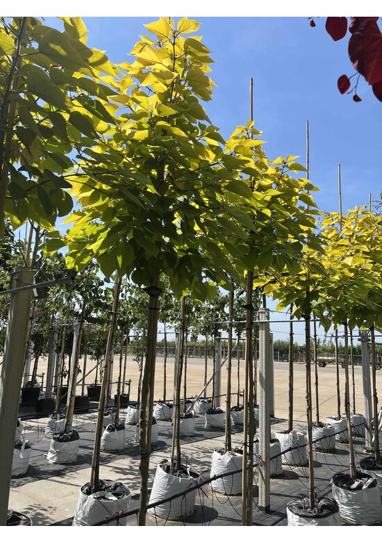 Papiermaulbeerbaum 'Golden Shadow' | Broussonetia papyrifera 'Golden Shadow'