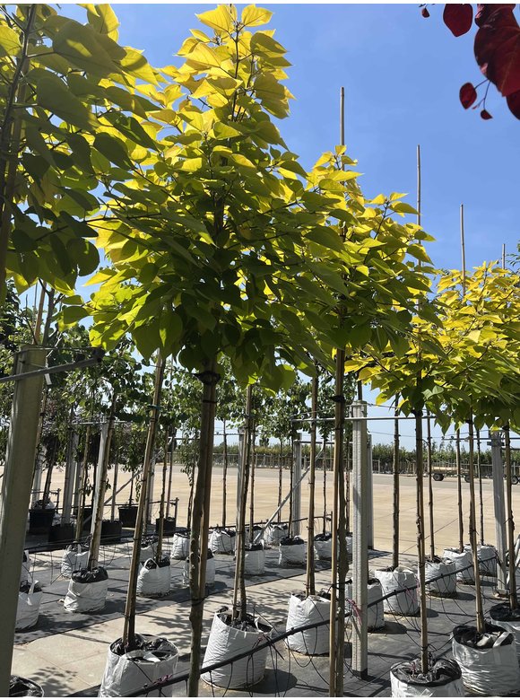 Papiermaulbeerbaum 'Golden Shadow' | Broussonetia papyrifera 'Golden Shadow' Papiermaulbeerbaum 'Golden Shadow' | Broussonetia papyrifera 'Golden Shadow'