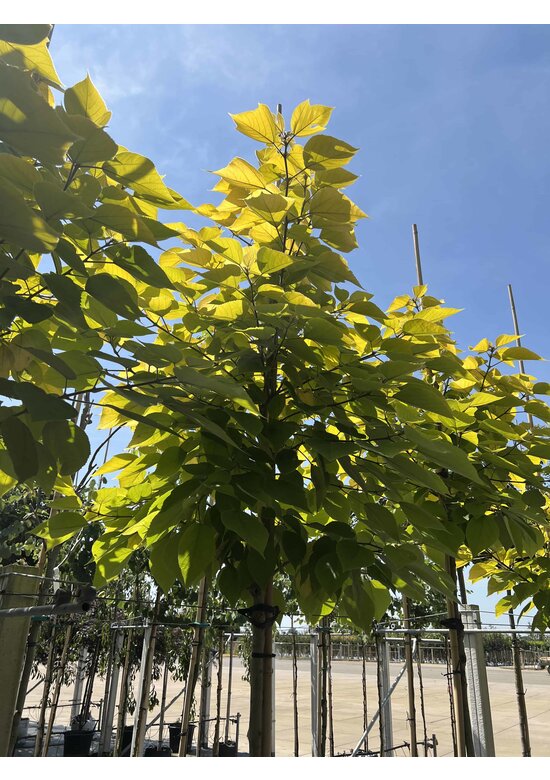 Papiermaulbeerbaum 'Golden Shadow' | Broussonetia papyrifera 'Golden Shadow'