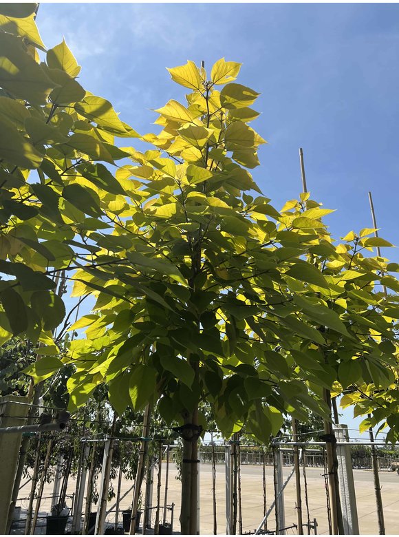 Papiermaulbeerbaum 'Golden Shadow' | Broussonetia papyrifera 'Golden Shadow' Papiermaulbeerbaum 'Golden Shadow' | Broussonetia papyrifera 'Golden Shadow'