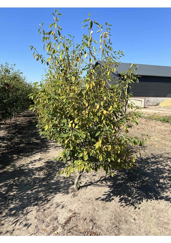 Mehrstämmige Felsenbirne 'Robin Hill' | Amelanchier arborea 'Robin Hill'
