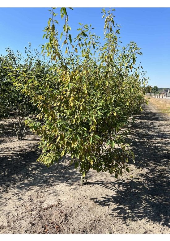 Mehrstämmige Felsenbirne 'Robin Hill' | Amelanchier arborea 'Robin Hill'
