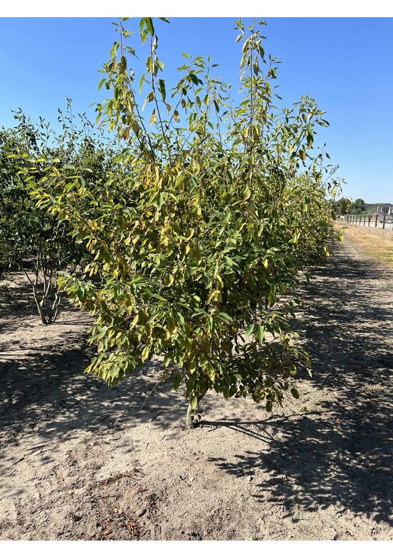 Mehrstämmige Felsenbirne 'Robin Hill' | Amelanchier arborea 'Robin Hill'