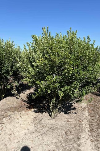 Mehrstämmige Felsenbirne 'Rainbow Pillar' | Amelanchier canadensis 'Rainbow Pillar'