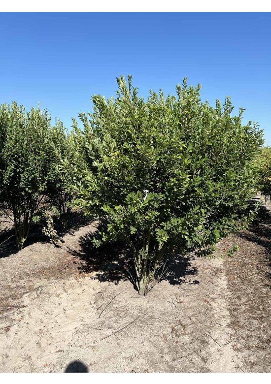 Mehrstämmige Felsenbirne 'Rainbow Pillar' | Amelanchier canadensis 'Rainbow Pillar'