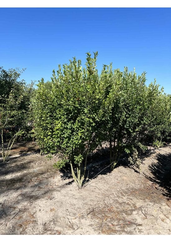 Mehrstämmige Felsenbirne 'Rainbow Pillar' | Amelanchier canadensis 'Rainbow Pillar'