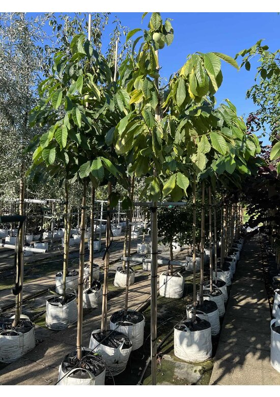 Indianerbanane - Pawpaw | Asimina triloba