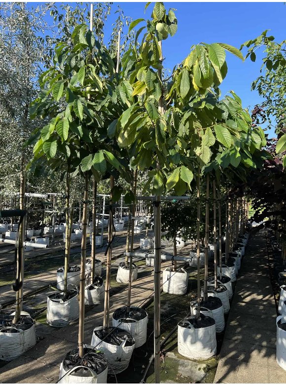 Indianerbanane - Pawpaw | Asimina triloba Indianerbanane - Pawpaw | Asimina triloba