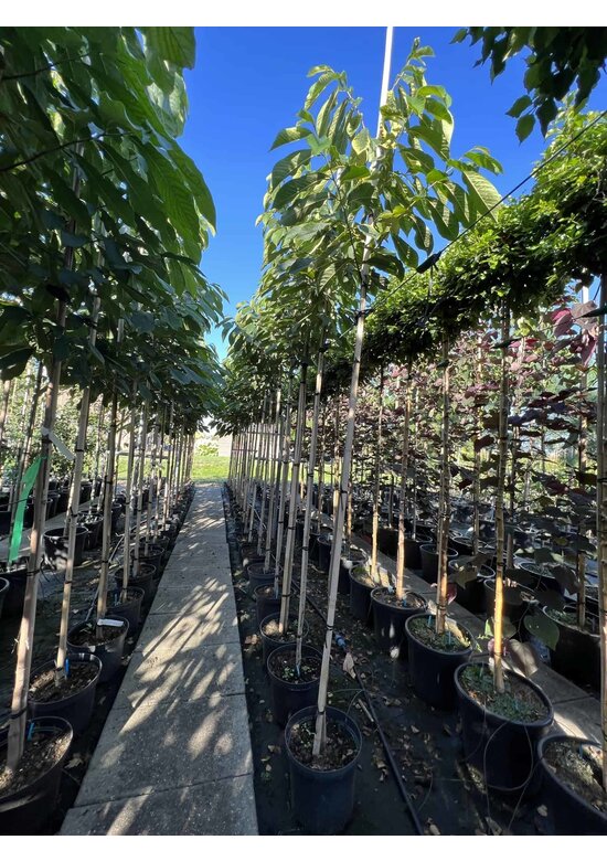 Indianerbanane - Pawpaw 'Overlese' | Asimina triloba 'Overlese'