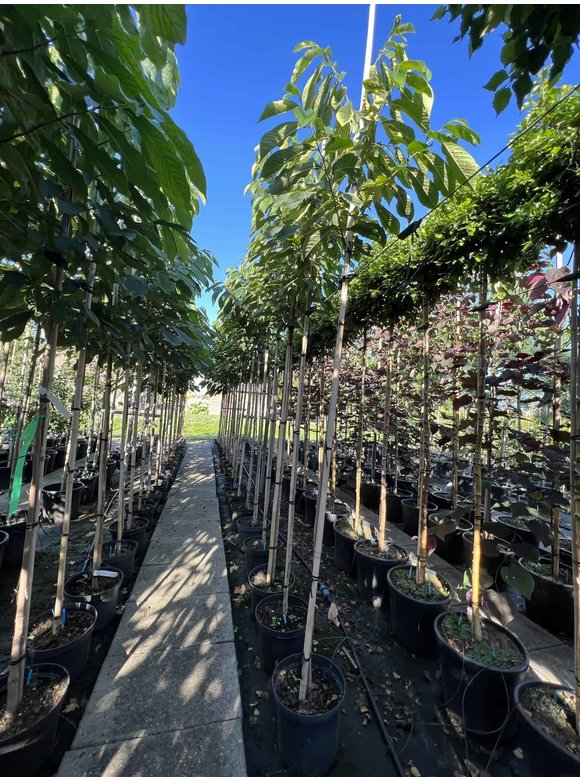 Indianerbanane - Pawpaw 'Overlese' | Asimina triloba 'Overlese' Indianerbanane - Pawpaw 'Overlese' | Asimina triloba 'Overlese'
