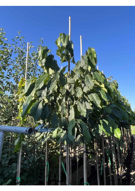 Indianerbanane 'Prolific' | Asimina triloba 'Prolific'