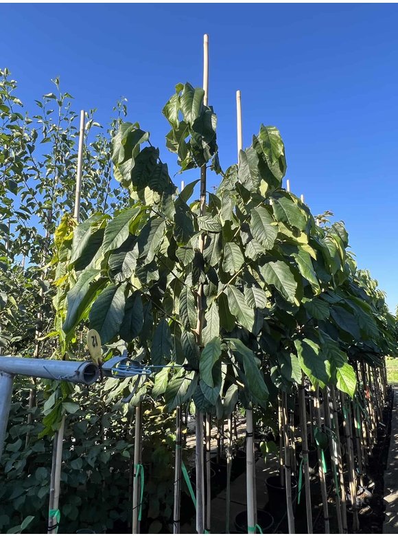 Pawpawbaum | Asimina triloba 'Prolific' Pawpawbaum | Asimina triloba 'Prolific'