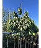 Indianerbanane 'Prolific' | Asimina triloba 'Prolific'