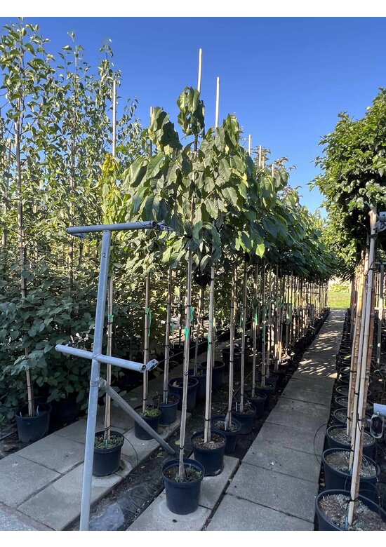 Indianerbanane 'Prolific' | Asimina triloba 'Prolific'