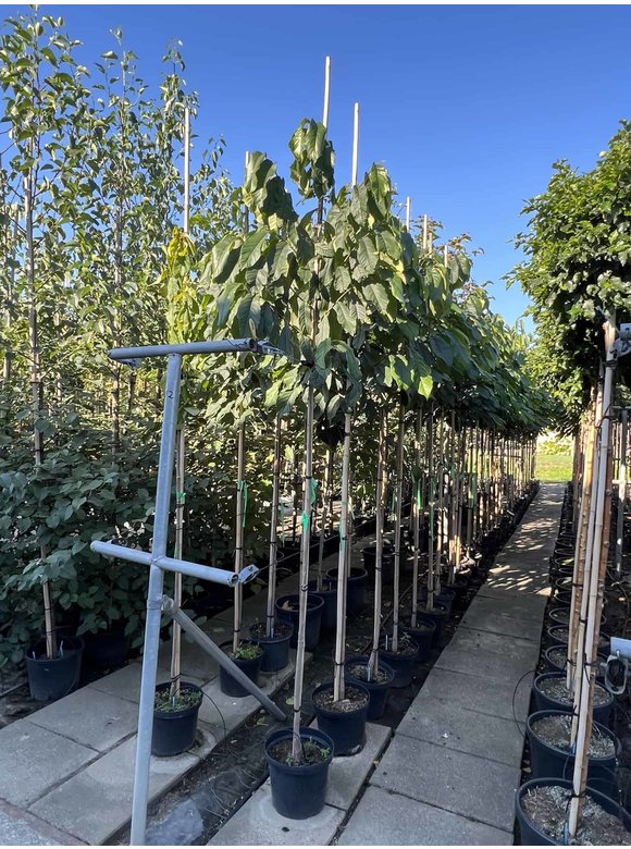 Indianerbanane - Pawpaw 'Prolific' | Asimina triloba 'Prolific' Indianerbanane - Pawpaw 'Prolific' | Asimina triloba 'Prolific'