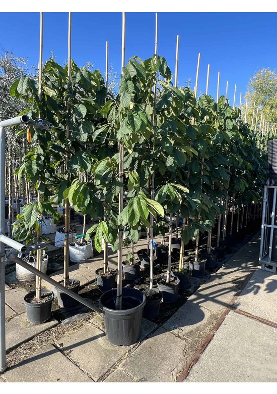 Indianerbanane - Pawpaw 'Sunflower' | Asimina triloba 'Sunflower'