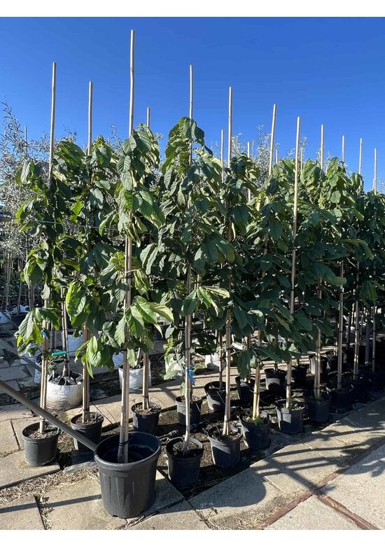 Indianerbanane - Pawpaw 'Sunflower' | Asimina triloba 'Sunflower'