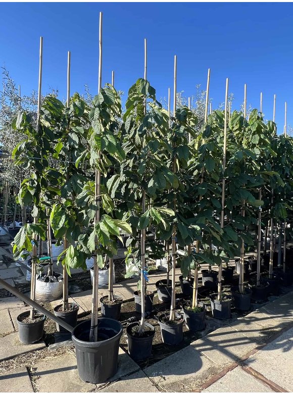 Indianerbanane - Pawpaw 'Sunflower' | Asimina triloba 'Sunflower' Indianerbanane - Pawpaw 'Sunflower' | Asimina triloba 'Sunflower'