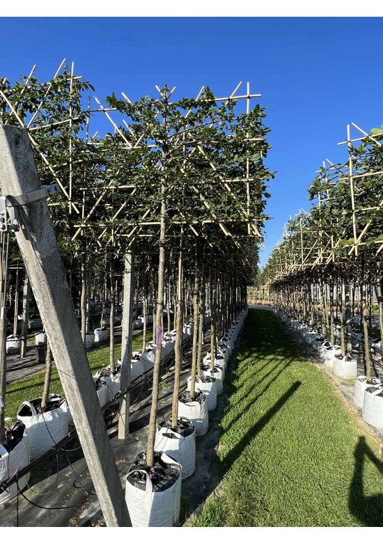 Hainbuche Spalier | Carpinus Betulus Hainbuche Spalier | Carpinus Betulus