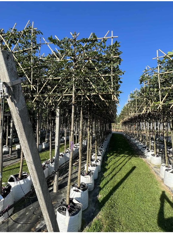 Hainbuche - Spalierbaum | Carpinus Betulus Hainbuche - Spalierbaum | Carpinus Betulus