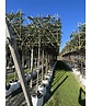 Hainbuche Spalier | Carpinus Betulus Hainbuche Spalier | Carpinus Betulus