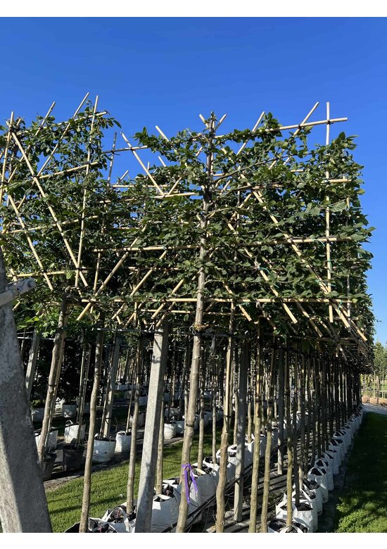 Hainbuche Spalier | Carpinus Betulus Hainbuche Spalier | Carpinus Betulus