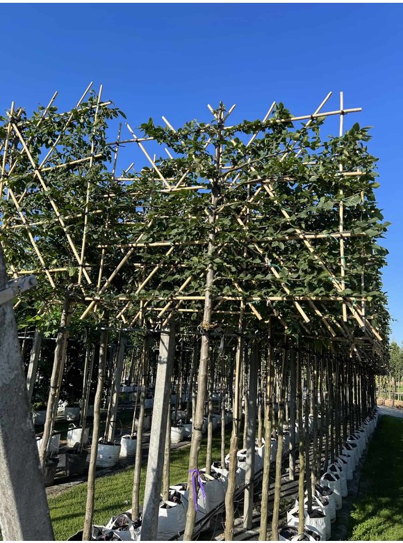 Hainbuche - Spalierbaum | Carpinus Betulus Hainbuche - Spalierbaum | Carpinus Betulus