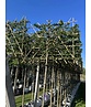 Hainbuche Spalier | Carpinus Betulus Hainbuche Spalier | Carpinus Betulus