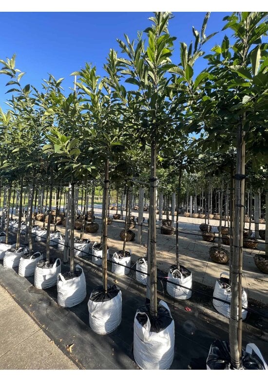 Esskastanienbaum | Castanea sativa