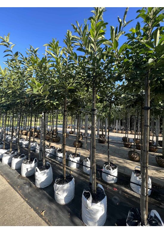 Esskastanienbaum | Castanea sativa