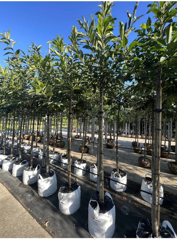 Esskastanie - Edelkastanie | Castanea sativa Esskastanie - Edelkastanie | Castanea sativa