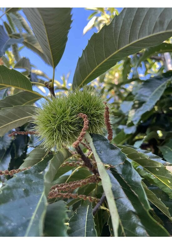 Esskastanie 'Lyon' | Castanea sativa 'Lyon'