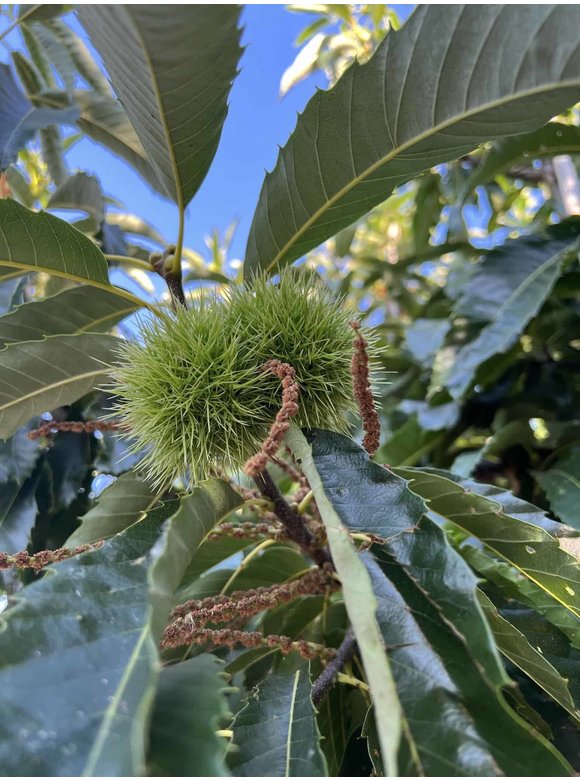 Esskastanie 'Lyon' | Castanea sativa 'Lyon' Esskastanie 'Lyon' | Castanea sativa 'Lyon'