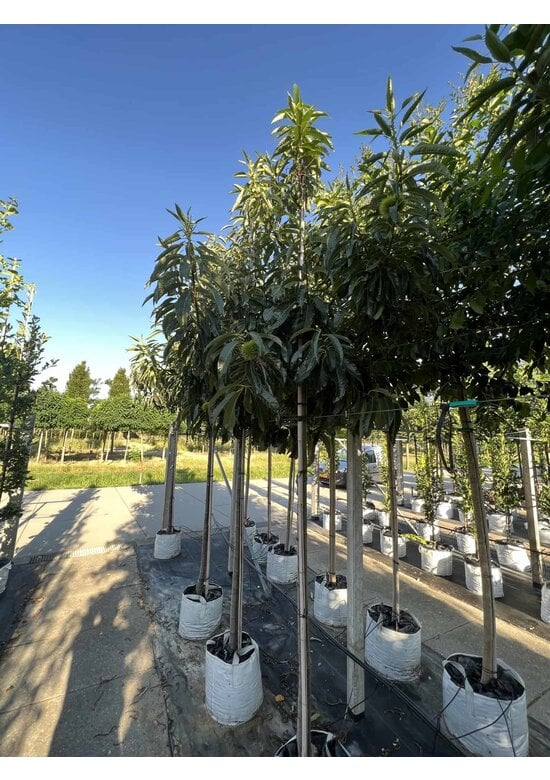 Esskastanie 'Lyon' | Castanea sativa 'Lyon'