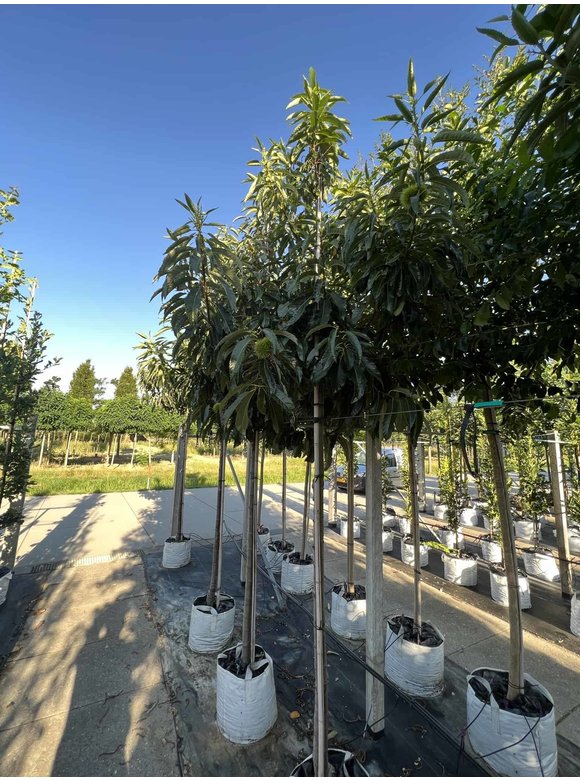 Esskastanie 'Lyon' | Castanea sativa 'Lyon' Esskastanie 'Lyon' | Castanea sativa 'Lyon'
