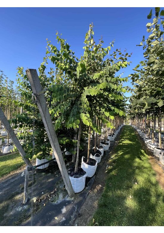 Lebkuchenbaum | Cercidiphyllum japonicum Lebkuchenbaum | Cercidiphyllum japonicum