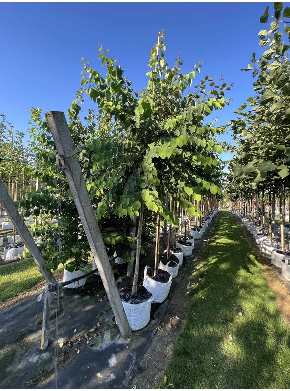 Lebkuchenbaum - Judasblattbaum - Katsurabaum | Cercidiphyllum japonicum Lebkuchenbaum - Judasblattbaum - Katsurabaum | Cercidiphyllum japonicum