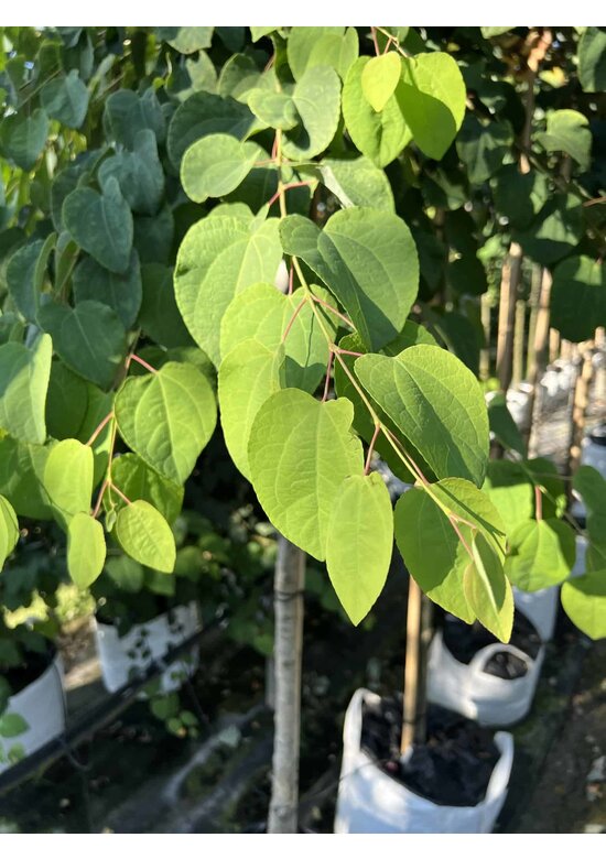 Lebkuchenbaum | Cercidiphyllum japonicum Lebkuchenbaum | Cercidiphyllum japonicum