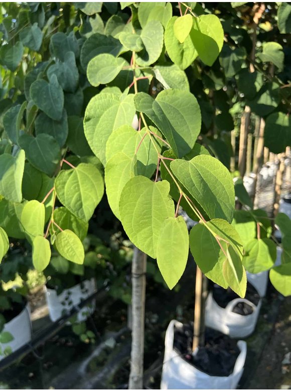 Lebkuchenbaum - Judasblattbaum - Katsurabaum | Cercidiphyllum japonicum Lebkuchenbaum - Judasblattbaum - Katsurabaum | Cercidiphyllum japonicum