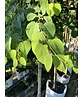 Lebkuchenbaum | Cercidiphyllum japonicum