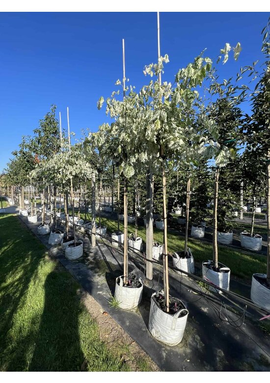 Kanadischer Judasbaum 'Alley Cat' | Cercis canadensis 'Alley Cat'